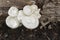 White mushroom with wood decay.