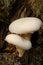 White Mushrooms