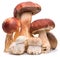 white mushrooms pictures