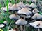 White mushrooms with black edge