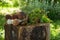 White mushrooms and blueberry twigs and cloudberries on the stump