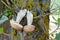 White mushrooms are dried on a branch on a tree. Freshly picked mushrooms