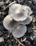 white mushrooms frozen on the ground in winter