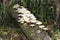 White Mushrooms or Fungi on a Decaying Log