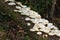 White Mushrooms or Fungi on a Decaying Log