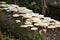 White Mushrooms or Fungi on a Decaying Log