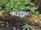 White mushrooms or fungus on decomposing tree