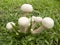 White mushrooms grow in grass