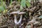 White mushrooms grow under alder trees