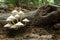 White mushrooms growing on decaying wood - Series 2