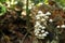 White mushrooms growing on decaying wood - Series 3