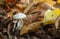 White mushrooms among linden leafs