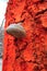 White mushrooms on a neon orange marked tree in the forest . Forestry tree markings to control the forest stand . Colored colorful