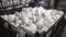 White mushrooms in a plastic basket in a bunch. Mushroom farm. Cultivation of champignon mushrooms. Raw food and
