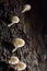 White mushrooms on stumps