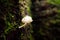 White mushrooms on stumps.