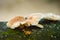 White mushrooms on stumps.