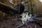 White mushrooms in underground sewer tunnel