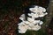 White mushrooms, vegetation in Cadore in Dolomity mountains, Italy