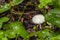 White mushrooms and weeds