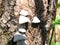 White mushrooms on willow tree bark
