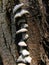 White mushrooms on willow tree bark