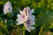 White musk flowers or Pontederiaceae or Eichhornia crassipes