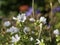 White musk mallow, Malva moschata, cultivar Alba blooming