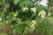 White Mussaenda flower. Beautiful tiny yellow Mussaenda philippinica. White species Mussaenda flower with orange flowers. Mussaend