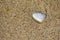 White Mussel on beach sand