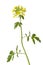 White mustard plant