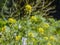 White mustard (Sinapis alba)