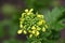 White mustard (Sinapis alba)