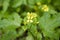 White mustard (Sinapis alba)