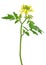 White mustard Sinapis alba flower
