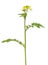 White mustard Sinapis alba flower