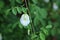 White mutant type Blue pea or Butterfly pea flower on green branch