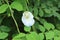 White mutant type Blue pea or Butterfly pea flower on green branch