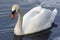 White mute swan