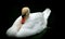 White mute swan