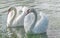 White Mute swan couple (Cygnus olor) swim around their pond on a late summer morning in Ontario, Canada.