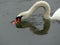 A White Mute Swan Drinking Water from a Lake During a Light Rain