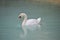 White Mute Swan Gliding On Lake