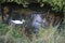 A white mute swan and a gray young mute swan swim on the Wuhle River in July. Berlin, Germany