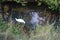 A white mute swan and a gray young mute swan swim on the Wuhle River in July. Berlin, Germany