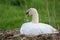 White mute swan on nest