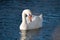 White Mute Swan On River