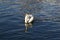 White mute Swan On the River Thames