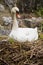 White mute swan sitting on a nest