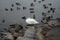 White mute swan, surrounded by mallards, Moorhens, coots and black-headed gulls, lives on Lake in winter. Berlin, Germany